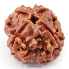 (24.37mm) 4 Mukhi Rudraksha Super Collector Bead | 4 Mukhi Rudraksha Bead | Chaar Mukhi, Four Faced Rudraksha from Nepal | 100% Authentic Original Natural - Super Collector Bead