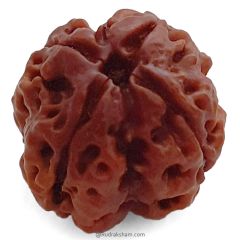 (21.69mm) 4 Mukhi Rudraksha Super Collector Bead | 4 Mukhi Rudraksha Bead | Chaar Mukhi - Four Faced Rudraksha from Nepal | 100% Authentic Original Natural - Super Collector Bead