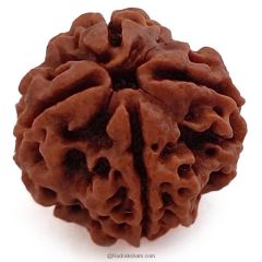 (22.49mm) 4 Mukhi Rudraksha Super Collector Bead | 4 Mukhi Rudraksha Bead | Chaar Mukhi - Four Faced Rudraksha from Nepal | Energised & Powerful 4 Mukhi Bead