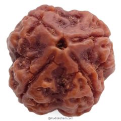 (22.70mm) 4 Mukhi Rudraksha Super Collector Bead | 4 Mukhi Rudraksha Bead | Chaar Mukhi, Four Faced Rudraksha from Nepal | Mantra for Chaar Mukhi Rudraksha Bead