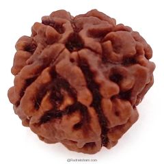 (23.09mm) 4 Mukhi Rudraksha Super Collector Bead | 4 Mukhi Rudraksha Bead | Chaar Mukhi - Four Faced Rudraksha from Nepal |  Super Quality 4 Mukhi Bead