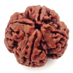 (26.75mm) 4 Mukhi Rudraksha Super Collector Bead | 4 Mukhi Rudraksha Bead | Chaar Mukhi, 4 Faced Rudraksha from Nepal |100% Original Energised Natural - Super Collector Rudraksha Bead