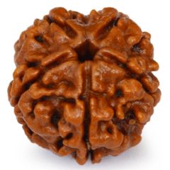 5 Mukhi Rudraksha Bead, Original and Pure 5 Faced Nepal Bead Paanch Mukhi 