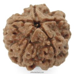 (23.58mm) 5 Mukhi Rudraksha Super Collector Bead | 5 Mukhi Rudraksha Bead | Paanch Mukhi, Five Faced Rudraksha from Nepal | Benefits of 5 Mukhi Rudraksha Super Collector Bead