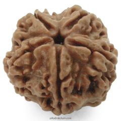 (23.65mm) 5 Mukhi Rudraksha Super Collector Bead | 5 Mukhi Rudraksha Bead | Paanch Mukhi, Five Faced Rudraksha from Nepal | Benefits of 5 Mukhi Rudraksha Super Collector Bead