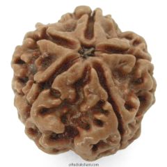 (23.68mm) 5 Mukhi Rudraksha Super Collector Bead | 5 Mukhi Rudraksha Bead | Paanch Mukhi, Five Faced Rudraksha from Nepal | Benefits of 5 Mukhi Rudraksha Super Collector Bead