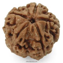 (23.74mm) 5 Mukhi Rudraksha Super Collector Bead | 5 Mukhi Rudraksha Bead | Paanch Mukhi, Five Faced Rudraksha from Nepal | Benefits of 5 Mukhi Rudraksha Super Collector Bead