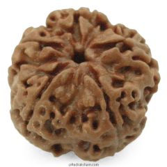 (23.80mm) 5 Mukhi Rudraksha Super Collector Bead | 5 Mukhi Rudraksha Bead | Paanch Mukhi, Five Faced Rudraksha from Nepal | Benefits of 5 Mukhi Rudraksha Super Collector Bead