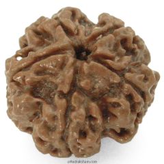 (23.83mm) 5 Mukhi Rudraksha Super Collector Bead | 5 Mukhi Rudraksha Bead | Paanch Mukhi, Five Faced Rudraksha from Nepal | Benefits of 5 Mukhi Rudraksha Super Collector Bead