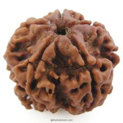 (23.87mm) 5 Mukhi Rudraksha Super Collector Bead | 5 Mukhi Rudraksha Bead | Paanch Mukhi, Five Faced Rudraksha from Nepal | Benefits of 5 Mukhi Rudraksha Super Collector Bead