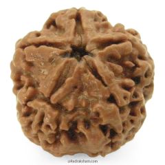 (23.90mm) 5 Mukhi Rudraksha Super Collector Bead | 5 Mukhi Rudraksha Bead | Paanch Mukhi, Five Faced Rudraksha from Nepal | Benefits of 5 Mukhi Rudraksha Super Collector Bead