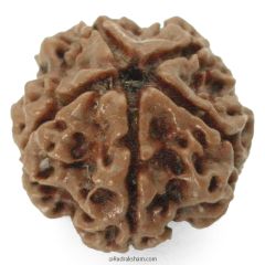 (23.97mm) 5 Mukhi Rudraksha Super Collector Bead | 5 Mukhi Rudraksha Bead | Paanch Mukhi, Five Faced Rudraksha from Nepal | Benefits of 5 Mukhi Rudraksha Super Collector Bead