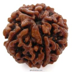 (24.46mm) 5 Mukhi Rudraksha Super Collector Bead | 5 Mukhi Rudraksha Bead | Paanch Mukhi, Five Faced Rudraksha from Nepal Energised & Natural - Super Collector Bead