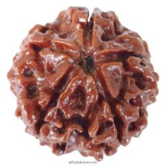 (25.18mm) 5 Mukhi Rudraksha Super Collector Bead | 5 Mukhi Rudraksha Bead | Paanch Mukhi, Five Faced Rudraksha from Nepal | Buy Online Natural Shiva Rudraksha Beads - Super Collector Rudraksha Bead