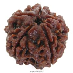 (25.36mm) 5 Mukhi Rudraksha Super Collector Bead | 5 Mukhi Rudraksha Bead | Panch Mukhi, Five Faced Nepal Rudraksha | Wholesale Rudraksha Beads