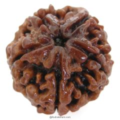 (25.64mm) 5 Mukhi Rudraksha Super Collector Bead | 5 Mukhi Rudraksha Bead | Panch Mukhi, Five Faced Nepal Rudraksha | Wholesale Rudraksha Beads