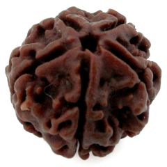 (25.10mm) 5 Mukhi Rudraksha Super Collector Bead | 5 Mukhi Rudraksha Bead | Paanch Mukhi - Five Faced - Rudraksha from Nepal | Energised and Original 5  Mukhi - Super Collector Bead