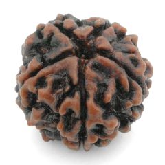 (27.12mm) 5 Mukhi Rudraksha Super Collector Bead | 5 Mukhi Rudraksha Bead | Paanch Mukhi, Five Faced Nepal Rudraksha | Pure Shiva Rudraksha Bead - High Quality Super Collector Rudraksha Bead