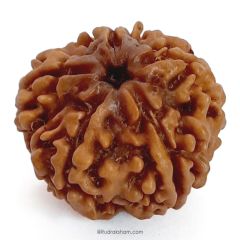 (24.66mm) 5 Mukhi Rudraksha Super Collector Bead | Five Mukhi Rudraksha Nepal Bead | Panch Mukhi Rudraksha Shiva Bead Super Collector Bead