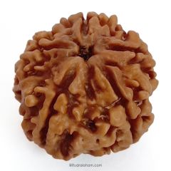 (25.07mm) 5 Mukhi Rudraksha Super Collector Bead | 5 Mukhi Rudraksha Bead | Panch Mukhi, Five Faced - Nepal  Rudraksha | Benefits of 5 Mukhi Super Collector Rudraksha