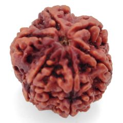 (27.85mm) 6 Mukhi Rudraksha Super Collector Bead | 6 Mukhi Rudraksha Bead | Chah Mukhi, Six Faced Shiva Rudraksha Bead from Nepal | 6 Mukhi Rudraksha Mantra 