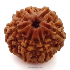 (24.44mm) 6 Mukhi Rudraksha Super Collector Bead | 6 Mukhi Rudraksha Bead | Chah Mukhi, Six Faced - Rudraksha from Nepal 100% Authentic Pure Natural - Super Collector Bead