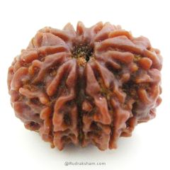 (25.68mm) 7 Mukhi Rudraksha Super Collector Bead | 7 Mukhi Rudraksha Bead | Saat Mukhi, Seven Faced Nepal Rudraksha | Original and Energised 7 Mukhi Brown Rudraksha - Super Collector Bead