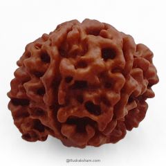 (24.12mm) 7 Mukhi Ganesh Rudraksha Bead | Seven Faced Ganesha Trunk Rudraksha From Nepal