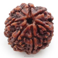 (23.15mm) 7 Mukhi Rudraksha Super Collector Bead | 7 Mukhi Rudraksha Bead | Saat Mukhi - Seven Faced Rudraksha from Nepal Authentic Energised Pure Natural - Super Collector Bead