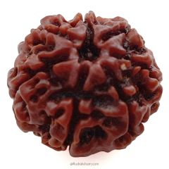 (23.23mm) 7 Mukhi Rudraksha Super Collector Bead | 7 Mukhi Rudraksha Bead | Saat Mukhi Rudraksha, Seven Faced Nepal Bead | Buy Online Energised and Natural 7 Mukhi - Super Collector Rudraksha