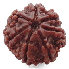 (23.63mm) 7 Mukhi Rudraksha Super Collector Bead | Saat Mukhi Rudraksha Bead | Seven Faced Rudraksha from Nepal | Benefits of 7 Mukhi Rudraksha