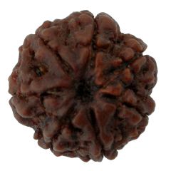 (23.65mm) 7 Mukhi Rudraksha Super Collector Bead | 7 Mukhi Rudraksha Bead | Saat Mukhi, Seven Faced Nepal Rudraksha | Benefits and Uses of Seven Mukhi - Super Collector Bead