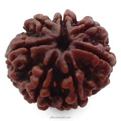 (24.32mm) 7 Mukhi Rudraksha Super Collector Bead | 7 Mukhi Rudraksha Bead | Saat Mukhi, Seven Faced Rudraksha from Nepal 100% Authentic Pure Natural - Super Collector Bead