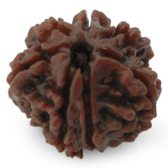 (24.20mm) 7 Mukhi Rudraksha Super Collector Bead | 7 Mukhi Rudraksha Bead | Saat Mukhi - Seven Faced Rudraksha Nepal Origin,  Buy Online Energised and Original 7 Mukhi  Rudraksha - Super Collector Bead