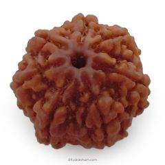 (24.60mm) 7 Mukhi Rudraksha Super Collector Bead | 7 Mukhi Rudraksha Bead | Saat Mukhi, Seven Faced Nepali Rudraksha | 7 Mukhi Rudraksha In Vedic Astrology, Benefits and Mantra