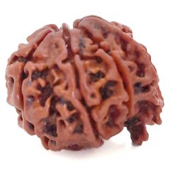 (22.62mm) 8 Mukhi Ganesh Rudraksha Bead | Natural Energised Eight Faced Ganesha Rudraksha Bead From Nepal | Aath Mukhi Trunk Rudraksha - 4