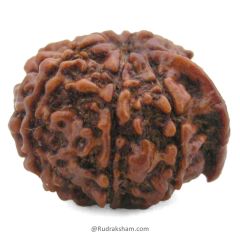 (21.97mm) 8 Mukhi Ganesh Rudraksha Bead | Nepal Eight Faced Ganesha Trunk Rudraksha Bead | Original and Energised Aath Mukhi