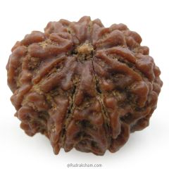 (25.26mm) 8 Mukhi Rudraksha Super Collector Bead | 8 Mukhi Rudraksha Online | Aath Mukhi, Eight ( 8 ) Faced Rudraksha Benefits in Vedic Astrology