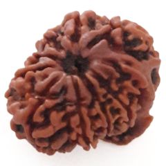 (24.51mm) 9 Mukhi Ganesh Rudraksha Bead | Nine ( Nau ) Faced Ganesha Rudraksha Bead Online Nepal Bead - 2