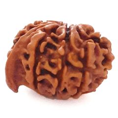 (21.28mm) 9 Mukhi Ganesh Rudraksha Bead | Authentic and Genuine Nepal Nine Faced Ganesha Rudraksha  - 4