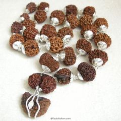 27+1 Kantha Mala Fine Rudraksha Beads | Energised Meditation mala from 1 Mukhi to 14 Mukhi Ganesh Gauri Shankar Bead | Configuration - 1