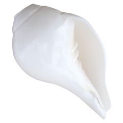 Vamavarti Shankha ( Conch Shell ) Small | Natural Blowing Shankh, Left Hand Conch Shell Sankh