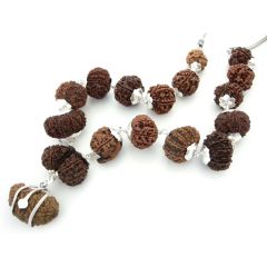 1 to 14 Mukhi Energized Collector Rudraksha Kantha Mala With Gauri Shankar and Ganesh Bead | Configuration - 2