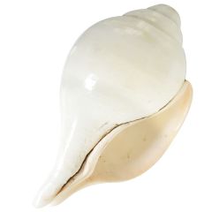 Vamavarti Shankha Extra large, Blowing Conch Shell, Left Handed Conch / Shankh / Sankh