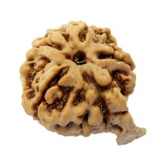 Ganesh Rudraksha Bead | 100% Original Energised Natural Spiritual Ganesha Rudraksha Bead from Nepal