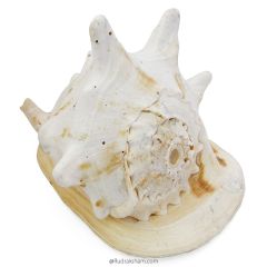 Gaumukhi Shankh - Gaumukhi Conch Shell, Blowing Gaumukhi Shell, Cow Face Gomukhi Conch Shell, Natural And Exclusive Gaumukhi Shell