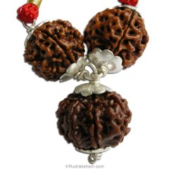  Lawyers Power Pendant | 4 Mukhi Rudraksha, 6 Mukhi Rudraksha And 8 Mukhi Rudraksha Combination Pendant In Silver