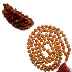  One Mukhi Rudraksha Bead, Ek Mukhi Rudraksha from India Kaju Dana with Free Rudraksha Mala