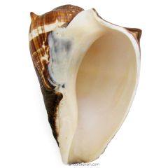 Conch Shell Brown, Vamavarti Shankha | Left Hand Conch Shell Sankh, Natural Jal Sankha for Pooja | Vamavarti Left Handed Natural Shankh To Offer Water To God 