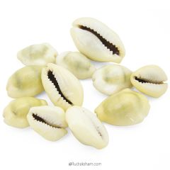 Yellow Cowrie | Peeli Kauri - Cowry Shell, Natural Yellow Kaudi, Laxhmi Kaudi, Cowry, Sea Shell, Peeli Kaudi, 11 / 21 / 51 / 108 Kaudi - Cowries Set 